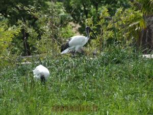Ibis sacré
