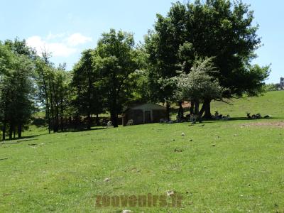 Plateau des hardes sauvages - 2014