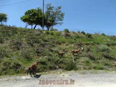 Moutons de Jacob - 2014
