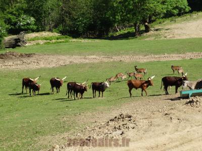 Plaine africaine - 2014