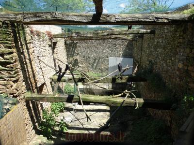 Vautour urubu - 2014