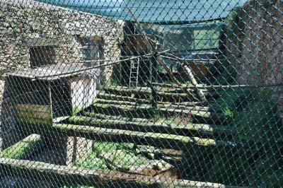 Grand duc africain - 2014