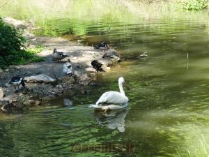 Pélican