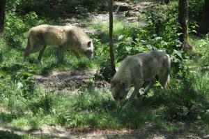 Loup arctique