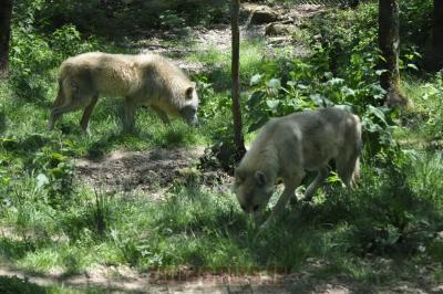 Loup arctique - 2014