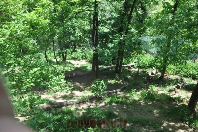 Loup arctique - 2014