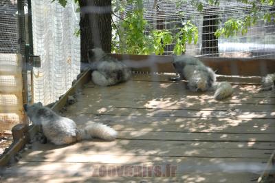 Renard polaire - 2014