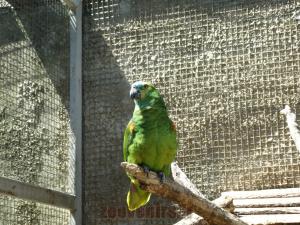 Amazone à front bleu