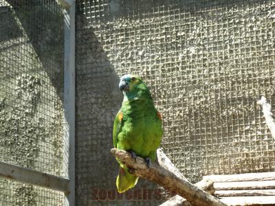 Amazone à front bleu - 2014