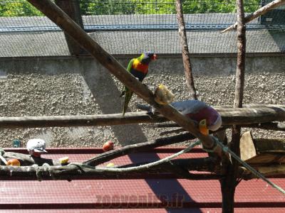 Cacatoès rosalbin - Loriquet de Swainson - 2014