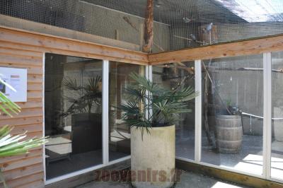 Gris du Gabon - 2014