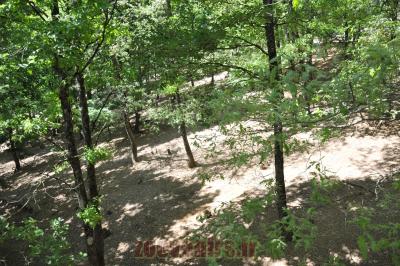 Muntjack de Reeves - Wallaby de Bennett - 2014