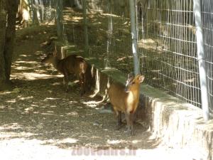 Muntjack de Reeves