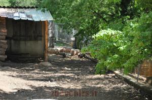 Cochon de Gottingen