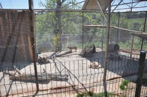 Caracal