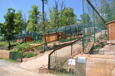 Enclos des fauves - 2014