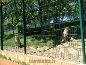 Guépard