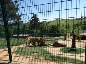 Tigre