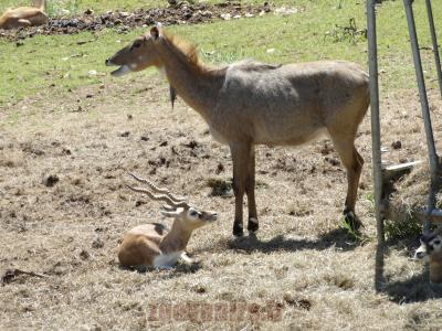 Nilgaut - Cervicapre - 2014