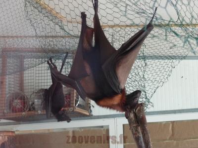 Roussette géante - 2014