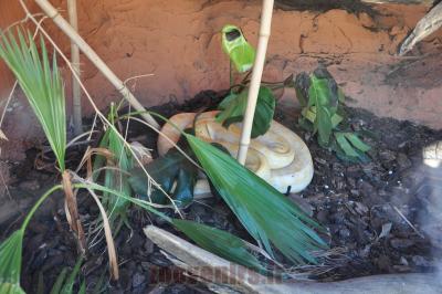 Python albinos - 2014