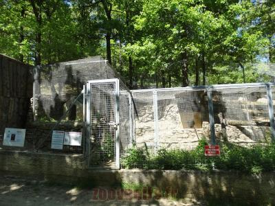 Genette tigrine - 2014