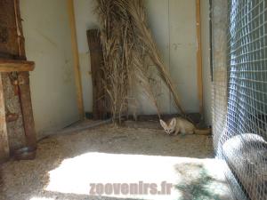 Fennec