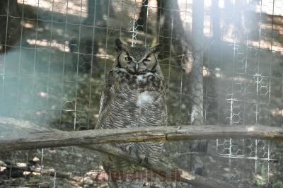 Grand duc africain - 2014