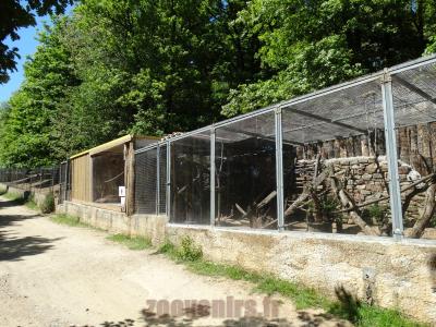 Ouistiti à toupets blancs - 2014