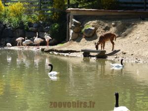 Flamant rose - Cygne à cou noir - Nyala