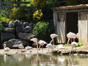 Flamant rose