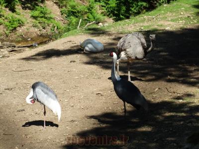 Grue à cou blanc - Nandou - 2014
