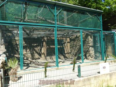 Babouin hamadryas - 2014