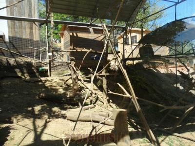 Sapajou à huppe noire - 2014