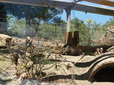 Canard mandarin - Rat musqué - 2014