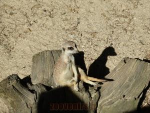 Suricate