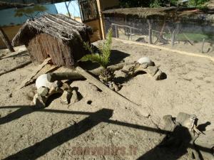 Suricate