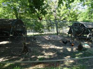 Poules du monde