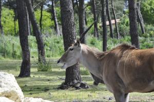 Eland du Cap