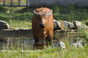 Buffle nain