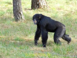 Chimpanzé
