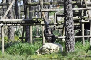 Chimpanzé