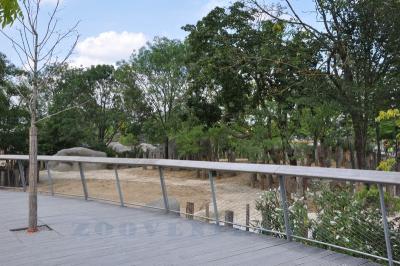 Rhinocéros blanc - Zébre de Grévy