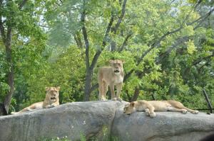 Lion d'Afrique