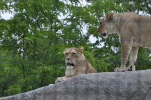 Lion d'Afrique