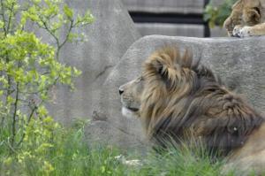 Lion d'Afrique