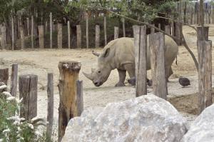 Rhinocéros blanc