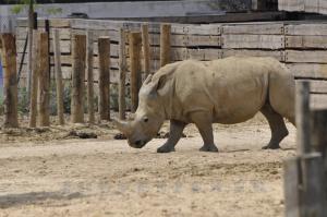 Rhinocéros blanc