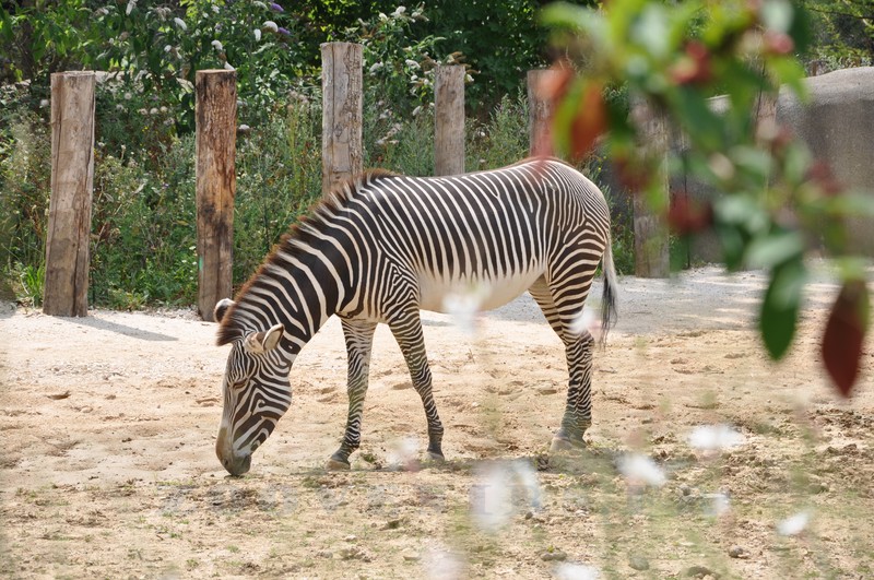 Zébre de Grévy