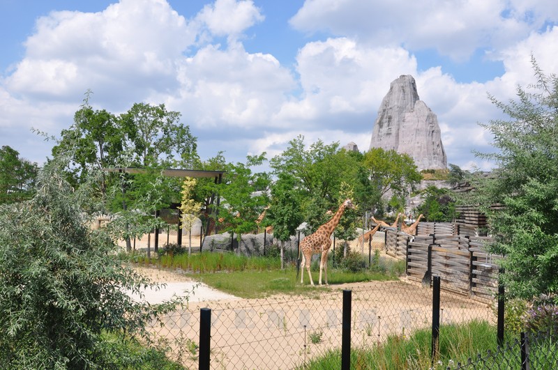 Girafe d'Afrique de l'Ouest